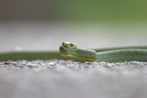 Green Cat-eyed Snake — 2