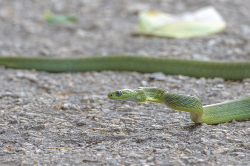 Green Cat-eyed Snake — 3