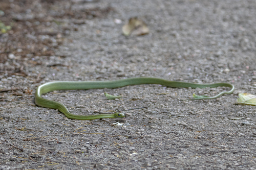 Green Cat-eyed Snake — 4