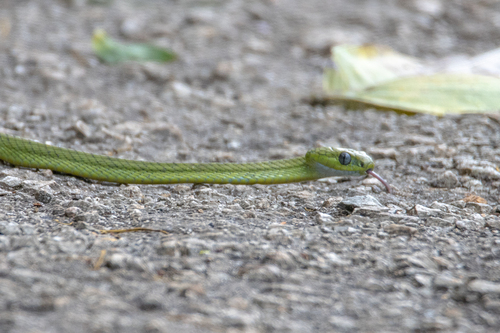 Green Cat-eyed Snake — 5