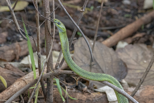 Green Cat-eyed Snake — 6