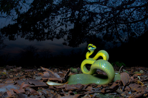 Green Cat-eyed Snake — 7