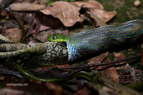 Green Cat-eyed Snake — 10