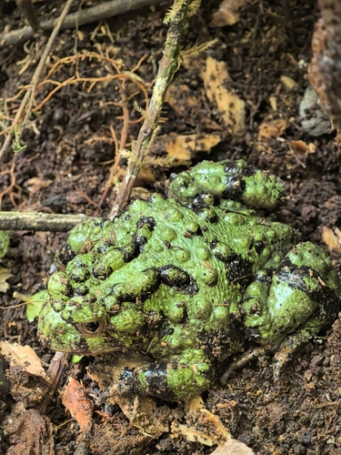 Giant Fire-Bellied Toad — 2