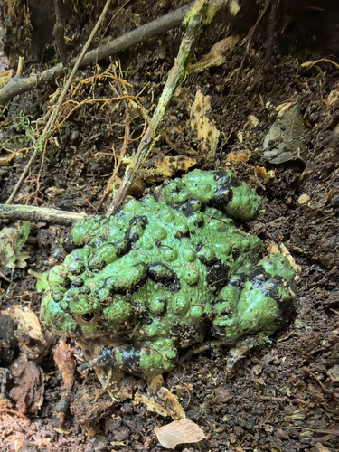 Giant Fire-Bellied Toad — 3