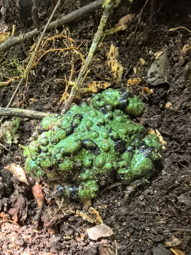 Giant Fire-Bellied Toad — 4
