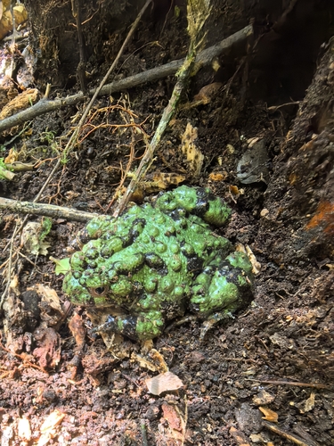Giant Fire-Bellied Toad — 5