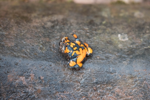 Giant Fire-Bellied Toad — 8