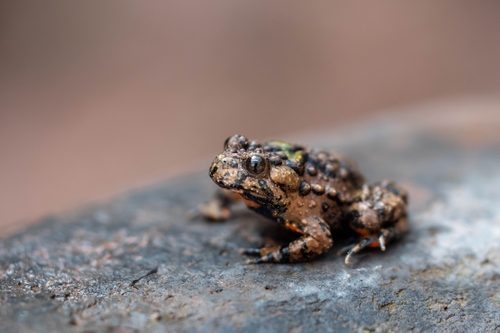 Giant Fire-Bellied Toad — 9