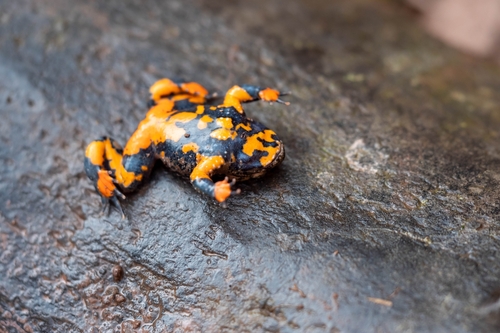Giant Fire-Bellied Toad — 10