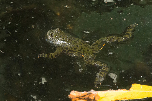 Oriental Fire-Bellied Toad — 2