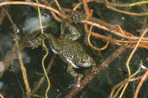 Oriental Fire-Bellied Toad — 3