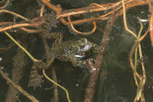 Oriental Fire-Bellied Toad — 4