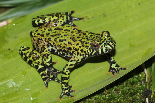 Oriental Fire-Bellied Toad — 6