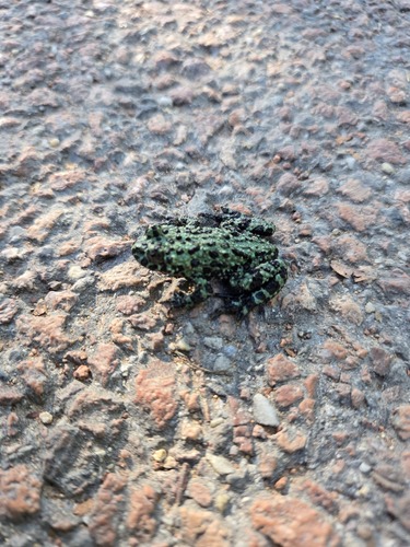 Oriental Fire-Bellied Toad — 10