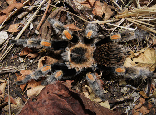 Mexican Red Knee Tarantula — 2