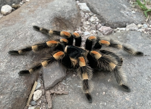 Mexican Red Knee Tarantula — 3