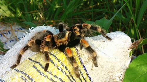 Mexican Red Knee Tarantula — 6