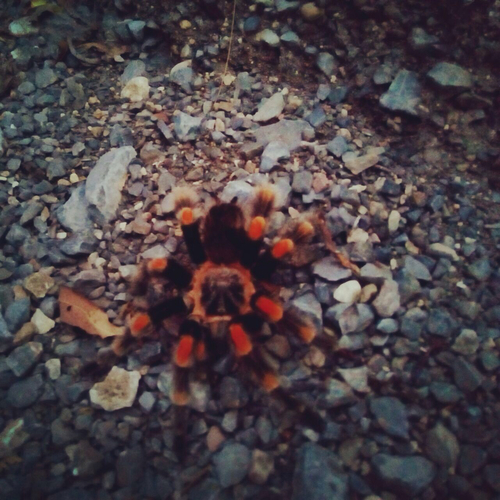 Mexican Red Knee Tarantula — 7