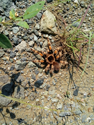 Mexican Red Knee Tarantula — 8