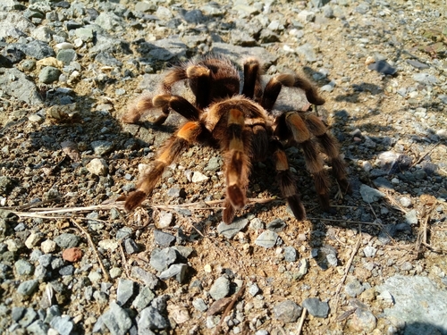 Mexican Red Knee Tarantula — 10