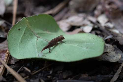 Nano Chameleon — 6