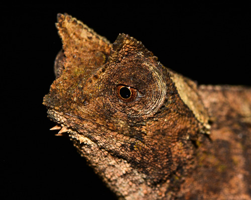 Caméléon nain — 2