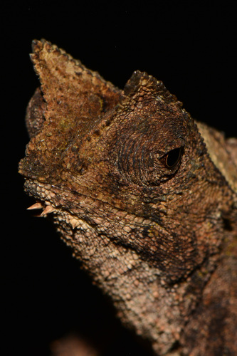 Caméléon nain — 4