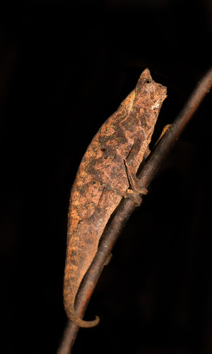 Caméléon nain — 7