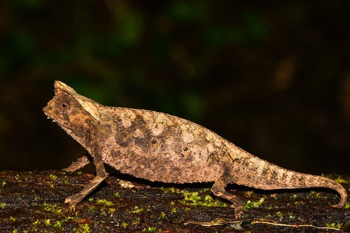 Caméléon nain — 8
