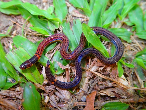 Serpent nain pavé — 4
