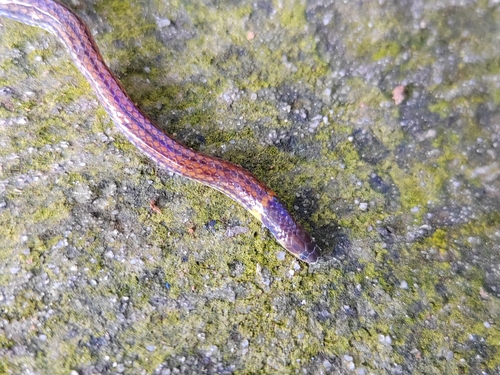 Serpent nain pavé — 10
