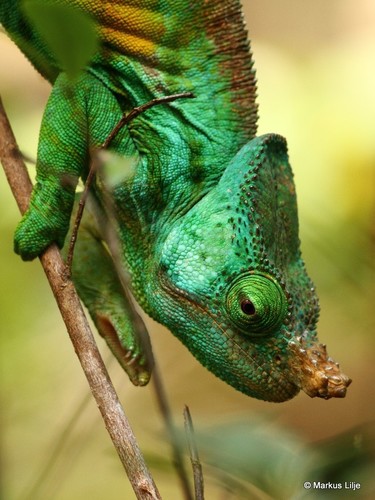 Parson's Chameleon — 2