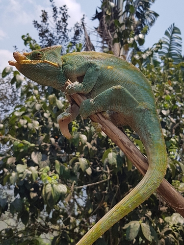 Parson's Chameleon — 4