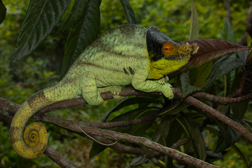 Parson's Chameleon — 6