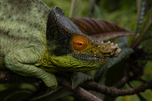 Parson's Chameleon — 8