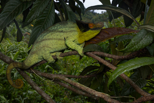 Parson's Chameleon — 10