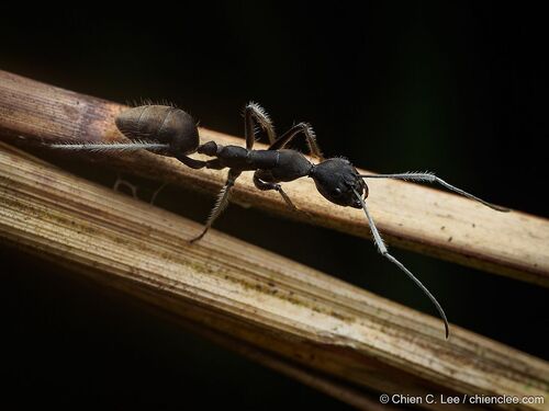 Camponotus camelinus — 1