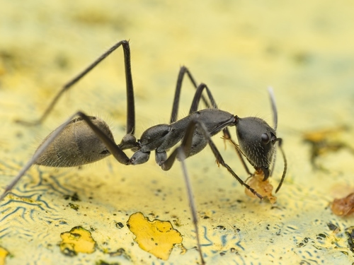 Camponotus camelinus — 2