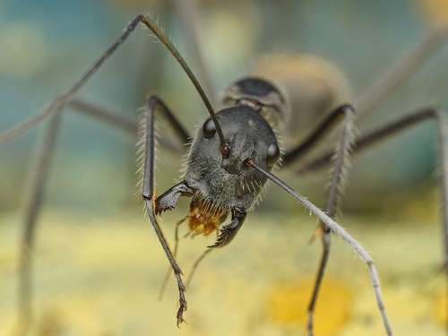 Camponotus camelinus — 3