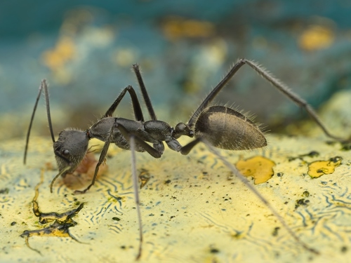 Camponotus camelinus — 5