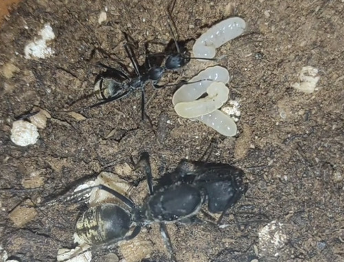 Camponotus camelinus — 8