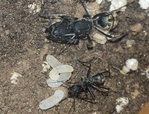 Camponotus camelinus — 9