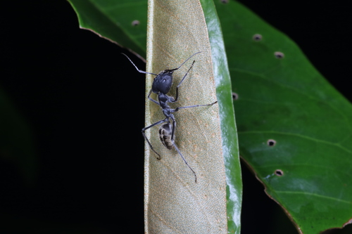Camponotus camelinus — 10