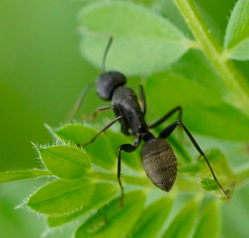 Japanese Carpenter Ant — 1