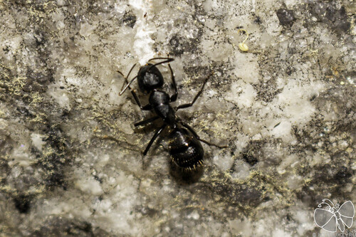 Japanese Carpenter Ant — 2