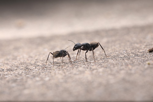 Japanese Carpenter Ant — 3