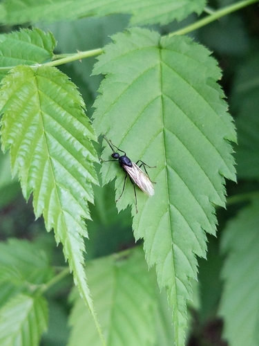 Japanese Carpenter Ant — 4