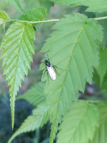 Japanese Carpenter Ant — 5