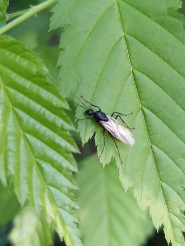 Japanese Carpenter Ant — 6